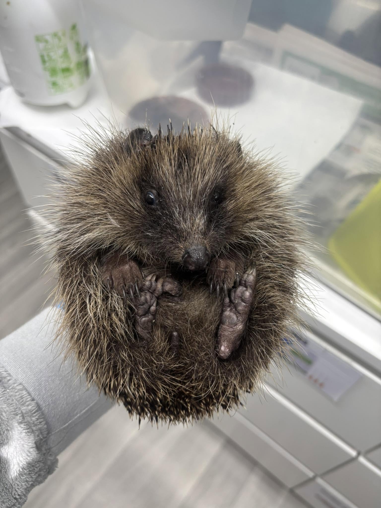Hedgehog being assessed during rescue