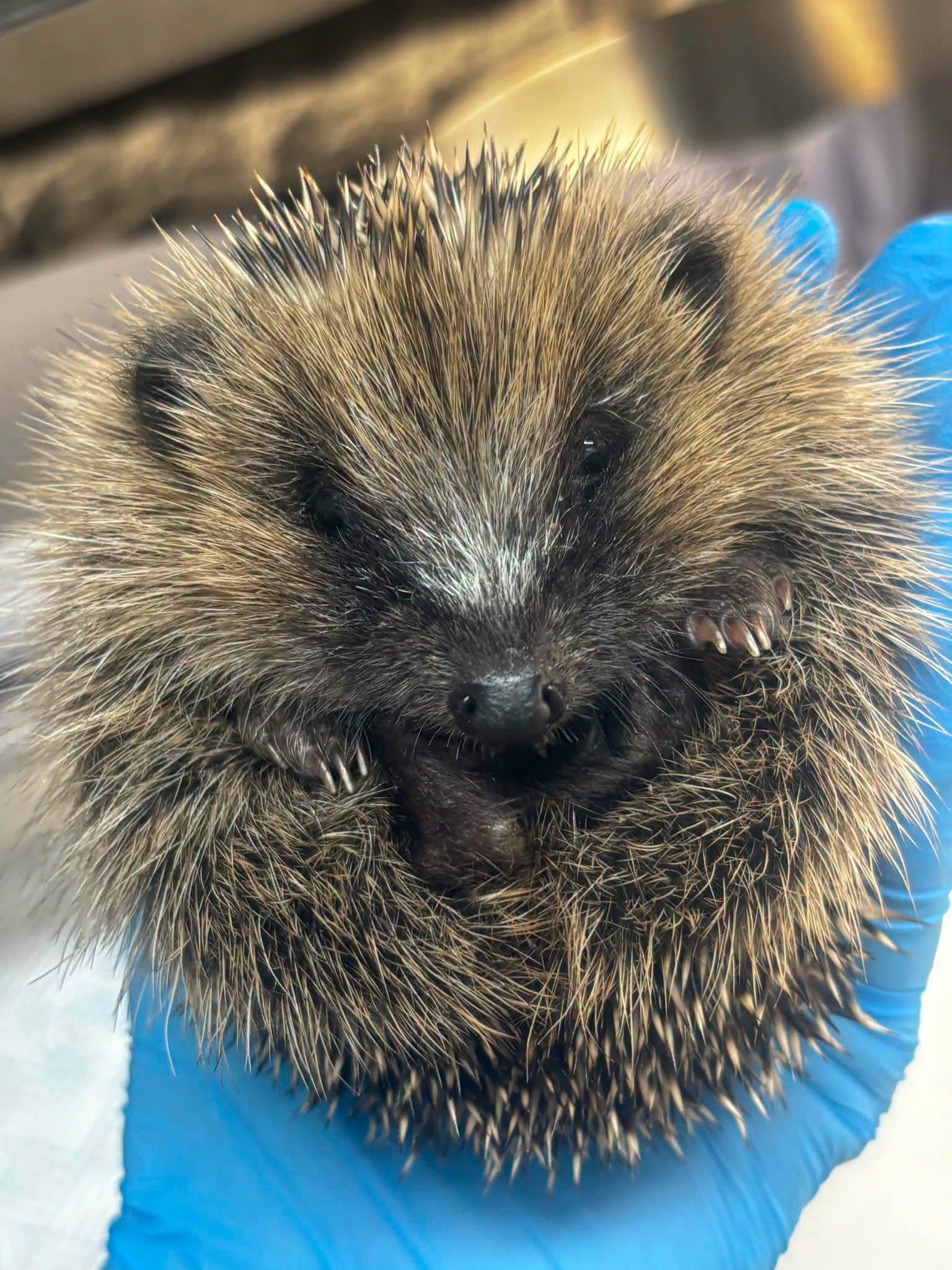 Hedgehog curled up in care
