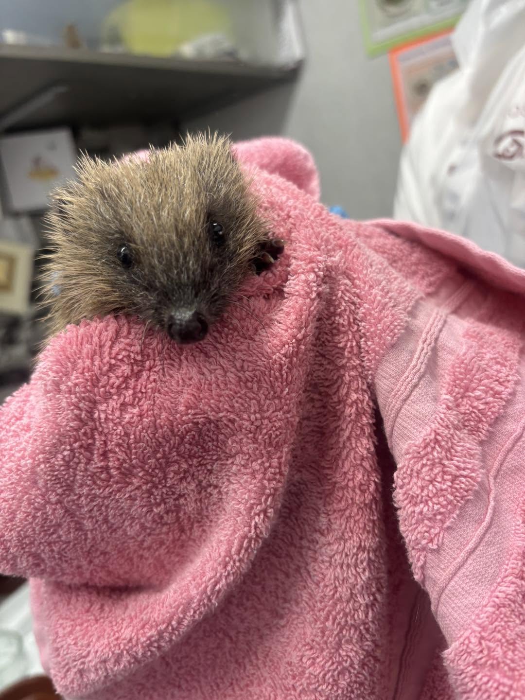 A small hedgehog wrapped in a pink towel at Ramsbottom Hedgehog Care
