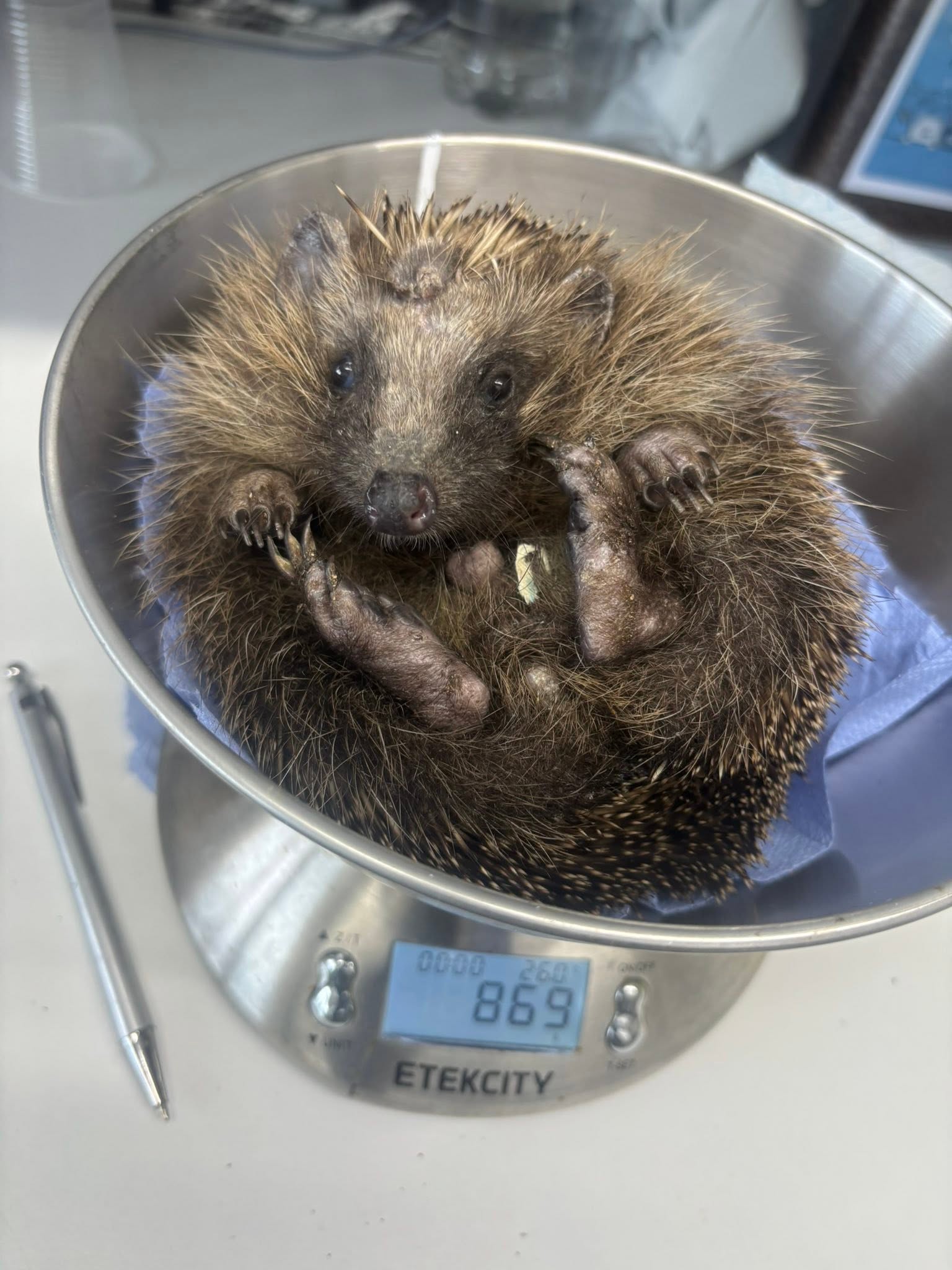 Healthy hedgehog weighing 869g, ready for release