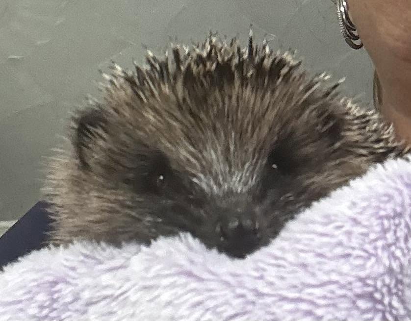 A hedgehog peeking out from a towel