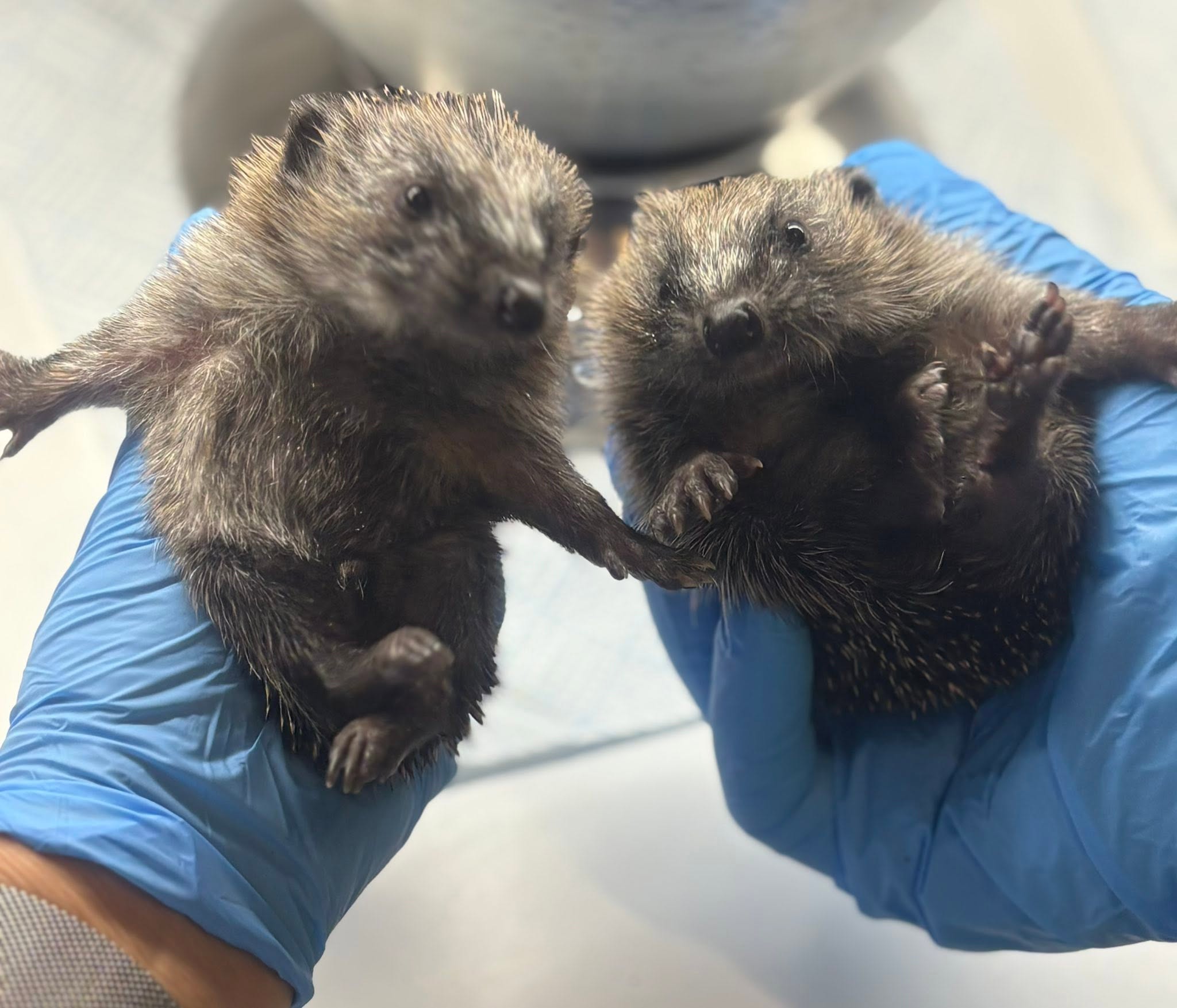 Two hoglets being cared for