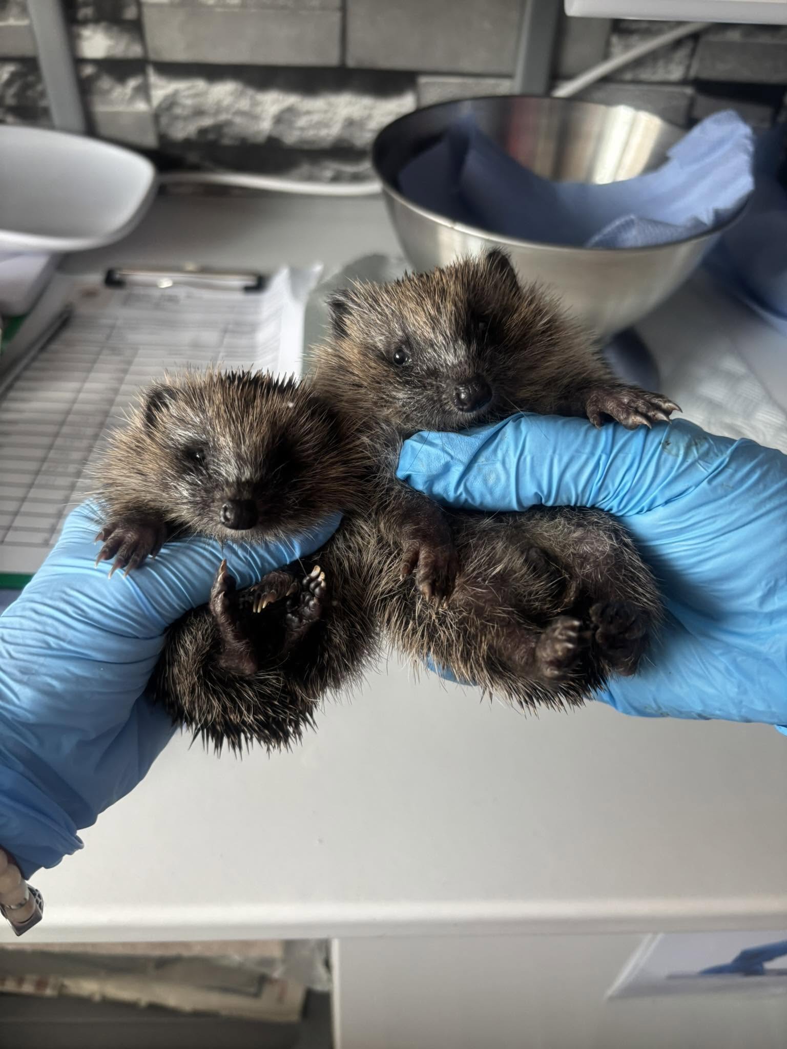 Three hoglets being held in blue gloves