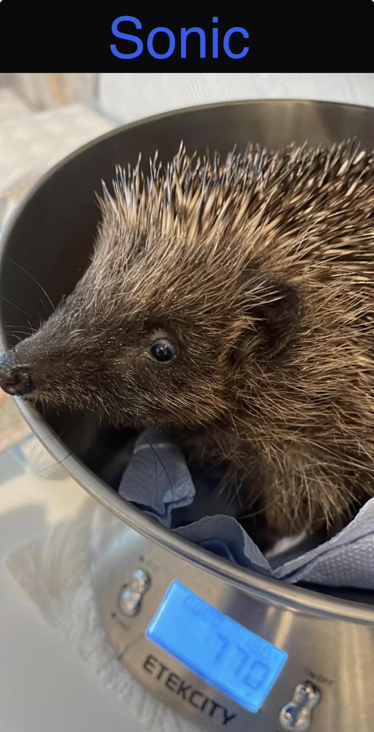 Hedgehog named Sonic being weighed at 770g